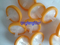 Diámetro 33 mm 0.22um PVDF hidrofílico desechable para uso de laboratorio Solo filtro de jeringa